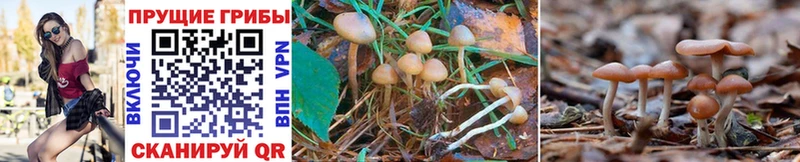 Галлюциногенные грибы Psilocybine cubensis  Струнино 